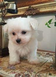 Maltese Puppy For Sale In Fullerton Ca Adn 69593 On Puppyfinder Com Gender Male Age 8 Weeks Old Maltese Puppy Maltese Puppies For Sale Puppies For Sale