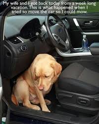 Don T You Dare Get Back In That Car Cute Animals Funny Animals Cute Dogs