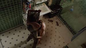 Sarah Wayne Callies nude – Colony s01e03 (2016) - Celebs Roulette Tube