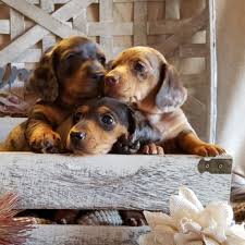 (knoxville tn) hide this posting restore restore this posting. Whispering Pines Farm Miniature Dachshunds 11 Photos Pet Breeders 6000 Zachary Rd Corryton Tn Phone Number