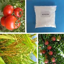 Kinetin plant cell culture tested. China Kinetin Treatmenton Growth For Plants In Tissue Culture China Kinetin 6kt 6 Furfurylaminopurin Kinetin