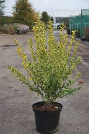 Image result for ligustrum ovalifolium
