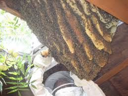 One of the most common misunderstandings about bees is their nest. Free Bee Swarm Removal Melbourne Raw Organic Honey Melbourne Vichoney Organic Honey Producers In Victoria Australia
