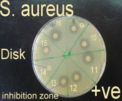 Image result for Phyllanthus mendoncae