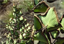 Image result for Pellaea angulosa