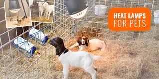 Puppies cannot maintain their own body heat for a week or two after birth. make sure the puppies are kept warm. Heat Lamps For Dogs Buying Guide Reviews Faq
