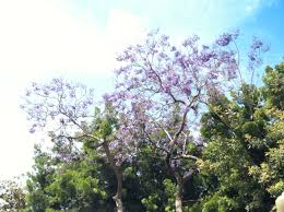 We did not find results for: Images Of Purple Flowering Trees Top Collection Of Different Types Of Flowers In The Images Hd