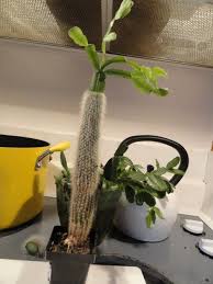 Christmas cacti bloom just in time for the holidays (hence their name), and they're pretty stunning too. Super Pointless Projects For The Bored Purple Plants Christmas Cactus Holiday Cactus