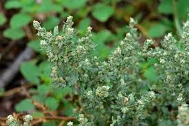 Image result for Atriplex