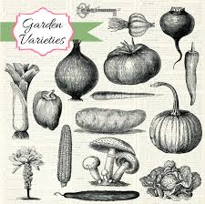 Vintage Vegetables Brushes Vegetable Drawing Photoshop Photoshop Brushes