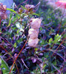 Image result for Rhinacanthus xerophilus