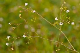 Image result for Boerhavia erecta