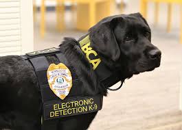 Can Dogs Smell A Dab Pen? - Wag!