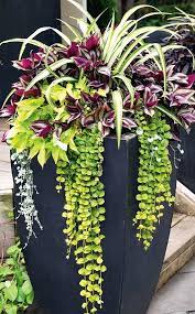 May 2016 Archives Container Gardening Garden Containers Plants
