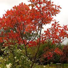 The smoke tree (cotinus coggygria), a deciduous bush, is known for its distinctive purple leaves and the feathery, pink and purple tufts that hang from spent flower blooms. Cotinus Coggygria Peruckenstrauch Strauch Pflanzen Kaufen Online Matelma Com