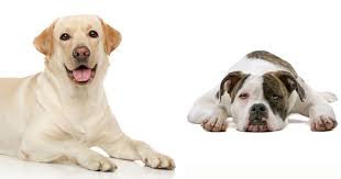 Alan scott has held true to the original standards set for these magnificent bulldogs. What To Know About Bulladors Labrabulls American Bulldog Lab Mix