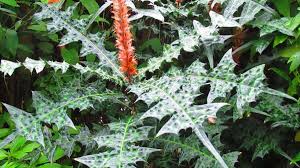 Image result for Mimulopsis runssorica