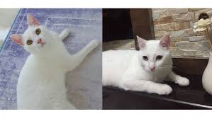 Beyaz Kedi Sahiplendirme Kedi Sahiplendirme Ucretsiz Kedi Sahiplendirme