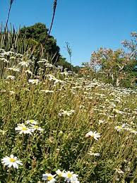 Image result for Felicia grantii