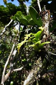 Image result for Bulbophyllum elliotii