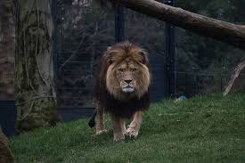 Sonhos Significado: sonhar com Leão