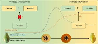 We did not find results for: Frontiers Fast And Furious Ethylene Triggered Changes In The Metabolism Of Papaya Fruit During Ripening Plant Science
