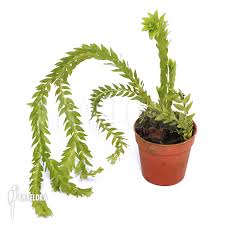 Image result for Huperzia phlegmaria