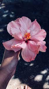 Kahihaefloral My Favorite Flower Thats Right Hibiscus Flowers Hibiscus Flower Crown