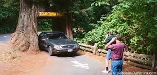 You can drive from the north to the south (monterey to san luis obispo), or south to north. Big Tree Drive Thru Avenue Of The Giants California