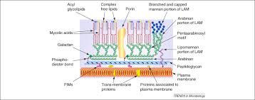Evolutionary Relationship Between Saprophytic (Fast-Growing) And... |  Download Scientific Diagram