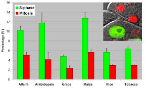 Telophase is the final stage in both meiosis and mitosis in a eukaryotic cell. A Rapid And Robust Assay For Detection Of S Phase Cell Cycle Progression In Plant Cells And Tissues By Using Ethynyl Deoxyuridine Plant Methods Full Text