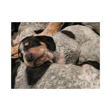 Image result for malý modrý gaskoňský honič