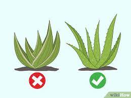 Jun 16, 2020 · using aloe vera on the face can help moisturize skin. 3 Simple Ways To Use Aloe Vera Gel On Your Face Wikihow