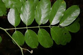 Image result for Lonchocarpus