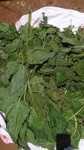 Image result for Pentarrhinum insipidum