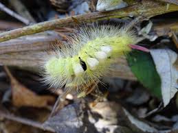 Tutorial menggambar ulat bulu caterpillar untuk anak. Trek Buku Berjalan Lintasan Berjalan Ekor Merah Ngengat Ulat Buku Berekor Merah Berbulu Ulat Kupu Kupu Piqsels
