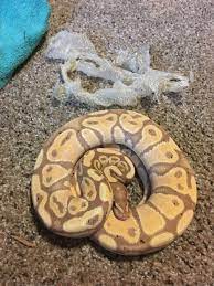 Ball pythons will shed every 4 to 6 weeks. Banana Ball Python After Shed Pretty Snakes Ball Python Ball Python Morphs