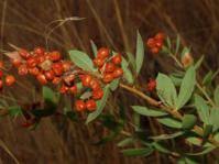 Image result for Searsia lucida