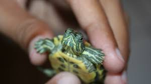 What is the biggest land turtle in the world? Dda Warns Owners Of Red Eared Slider Turtles About Potential Salmonella Risk State Of Delaware News