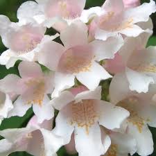 Image result for Kolkwitzia