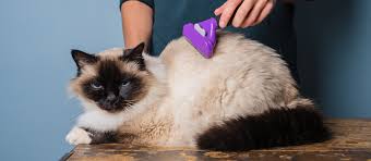 The soft bristles are packed more tightly than their wire counterparts would be, allowing them to for cats with this sort of temperament, select a brush with soft bristles. The Best Brush For Cats Review In 2021 My Pet Needs That