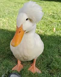 Crested Ducks That Look Like 18th Century Wig Wearing Aristocrats Duck Duck Breeds 18th Century