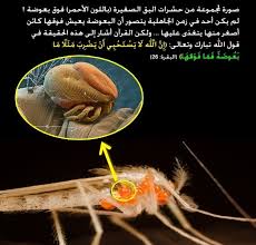 Pin By Talal Kawadri On من هنا و هناك Fish Pet Animals Pets