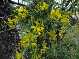 It can tolerate high winds and salt, so it is great to plant near the beach, but it's also a toxic plant. Genista Florida A Large Shrub With Pretty Yellow Flowers Gardening On