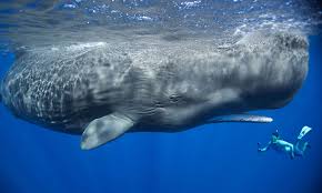 Berbagai macam cara dilakukan untuk menyelamatkan paus. Ikan Paus Sperma Terdampar Di Pulau Tidung Kecil Explore Seribu Pulau Indonesia