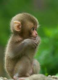Cute Little Baby Little In 2020 Cute Baby Animals Cute Baby Monkey Cute Animals