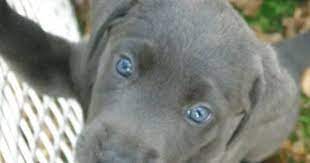 The lab puppies at pinyan labs are handled daily, and well socialized. Rare Silver Lab Puppy Lab Puppies Silver Lab Puppies Puppies