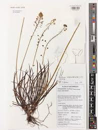 Image result for Bulbine asphodeloides