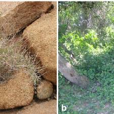 Image result for Commicarpus pentandrus