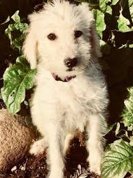 Bernedoodle puppies and goldendoodle puppies in minnesota. Litter Of 5 Labradoodle Puppies For Sale In Durham Ca Adn 62521 On Puppyfinder Com Gender Female Age 14 We Labradoodle Puppies Goldendoodle Puppy For Sale